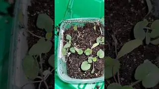 Как пикировать дихондру. 