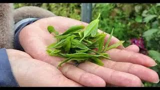 Shi Feng Longjing - 2021 Spring Tribute Tea