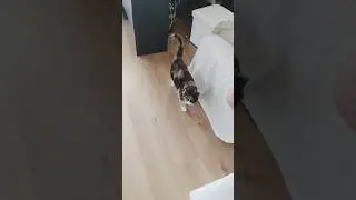 🐱котики🐱  маскировка уровень бог 