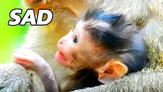 SAD CRY ... NEWBORN MONKEY DEEPLY SCARE & SADNESS - WHAT WRONG TO BABY??