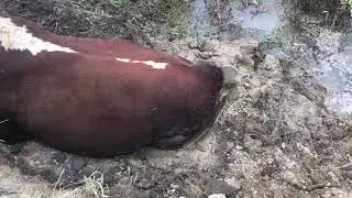 Чп с быком