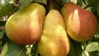 Груша сорт Велеса egNpI3DpOBk