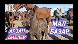 МАЛ БАЗАР 2024 | АБАЙ МАЛ БАЗАР 31.03.2024 | ЖЫЛҚЫ БИЕ БАЙТАЛ БАҒАСЫ