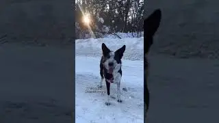 ОЧЕНЬ УМНЫЙ ПЁСИК