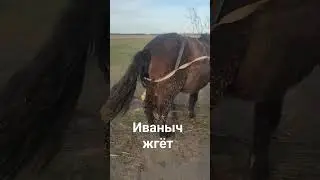 Иваныч решил прокатиться на кобыле которой 27 лет
