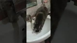 КОТ ЛЮБИТ ВОДУ #shorts #shortsvideo #смешные #funny #смешныевидео #приколы #коты #смешныекоты