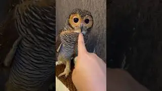 Marahin Burung Hantu karena mencuri 