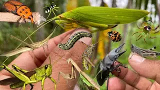Stag beetles snatch and catch giant grasshoppers, big mantis: katydid