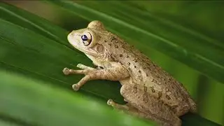 This new cannibal frog is in Georgia