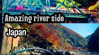 sagano Romantic Train - most beautiful  fall view - Arashiyama  kyoto - 2024
