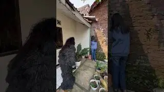 Dikejar GRANDONG sampe depan rumah cewek cantik terjebak