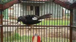 Pancingan suara murai batu trotol macet bunyi