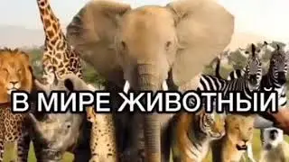 Супер  Перевод#Комедия🤣🤣🤣🤣🤣🤣🤣🤣.