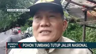 Akibat Angin Kencang, Sebuah Pohon Besar Tumbang Menutup Jalan Nasional Sukabumi Palabuhanratu