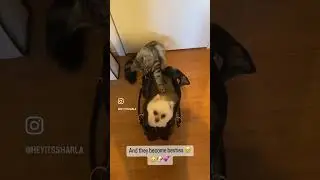 WHEN A CAT MEETS A DOG… 😅
