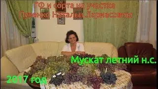 Мускат летний, виноград любительской селекции на участке Пузенко Натальи Лариасовны