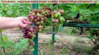 Парад сортов 27.07.24 г. виноград ОЛИМП, мой канал Рутуб https://rutube.ru/channel/24306856