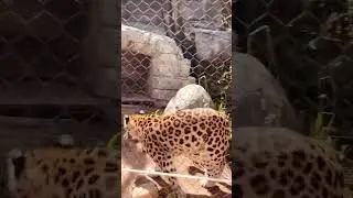 Эпичное падение Америки #дебатысша #кризисша #выборыпрезидента