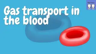 Gas transport in the blood [Oxygen-haemoglobin dissociation curve, Bohr effect, Haldane effect]