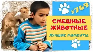 Смешные Животные до Слез 😂 приколы с Собаками, приколы с Котами и др.  