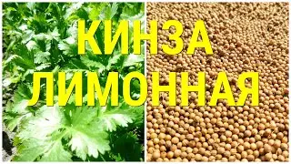 🥬Кинза Лимонная Карликовая — Coriander Dwarf Lemon Семена🥬Собираем семена Кашниш с растений Кинзы🥬🥬