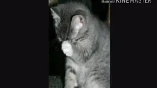 Обидно.......🙀🙀🙀🙀😿😿😿😿читать описание