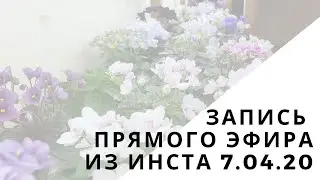 Запись прямого эфира из инста от 07.04.20. Мой стеллаж с фиалками и орхидеями