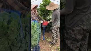 Smart Packing Tricks #satisfying #tricks #plants