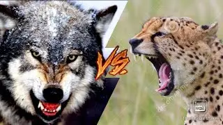 СЕРЫЙ ВОЛК VS ГЕПАРД!!!