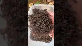 Skills man is stung by fire ants - Ants Man 