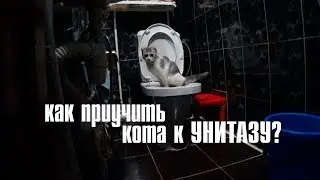 как приучить кота к унитазу? ;)
