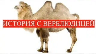 ВЕРБЛЮДИЦА / Исламские истории
