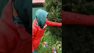 Как очистить можжевельник от желтой хвои
