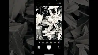 camera app photo