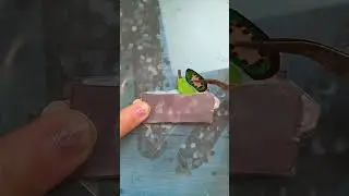 готовлю FRESH BAR 💚 какой ещё приготовить?