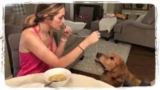СМЕШНЫЕ СОБАКИ 2018, приколы с животными  FUNNY DOGS 2018, fun with animals 
