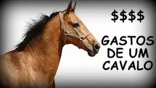 Quanto custa ter um cavalo?