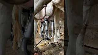 Most Hi-Tech Milk Production in India😱😱 आप किस ड़ेरी का दूध पीना पसंद करते हैं?🤔 #india #shorts