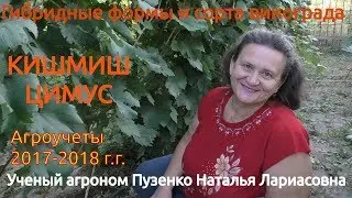 Кишмиш Цимус- очень раннего срока созревания с очень хорошим мускатом (Пузенко Наталья Лариасовна)