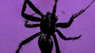 ИЗГНАТЬ ПАУЧИХУ..ЧИСТКА ОТ ЗЛОЙ ЭНЕРГИИ..ДЛЯ ВСЕХ..ИНГА ХОСРОЕВА