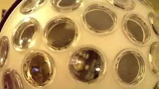American DJ Jelly Dome, 