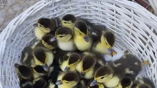 Biznes Klas! в прямом эфире! G'oz jojalari sotiladi