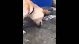 Добрая собака спасает рыб от гибели!
