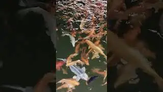 Парк Тельман