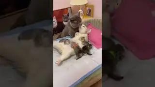 si anak (nyusu) si bapak cipokan😹😹