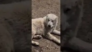 Чабанские собаки