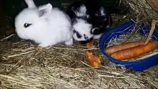 Подарок от крольчихи очень символично!!!Французский баран