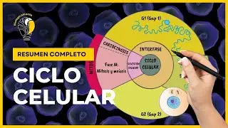 CICLO CELULAR - 🔬 LA INTERFASE 😀 (Explicación fácil y rápida)