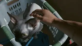 Cyberpunk 2077 - How To Get a Pet Cat (Secret Cat Location)