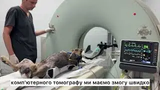 КТ тваринам
